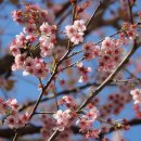 카와즈벚나무, 신양벚나무 이미지