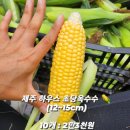 진짜 맛있는 하우스 초당옥수수 🌽 를 다른 곳보다 저렴하게 ! 판매합니다 ! 이미지