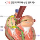 심장 부정맥 원인 법 예방 부정맥에 좋은 음식 심장 두근거림 이미지