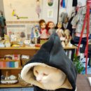 줌마TheSewing