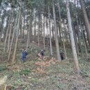 창암목장 | 편백나무숲 피톤치드 효과 : 완주 상관 편백나무숲, 국내 대표 편백숲