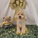 도도하개 이미지