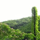 양산신-1002 Daum카페