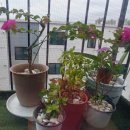 지성엔테크 | [대표카페지후맘/ 지성엔테크] 윈클리니으로 하늘도 맑음! 내마음도 맑음!