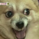 인 이미지