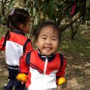 단감농장 이미지