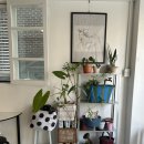 시아하우스 | [일산 밤리단길 카페] 시아로하우스