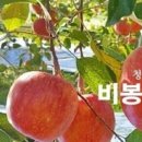 청송촌놈사과
