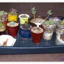 복덩어리 이미지