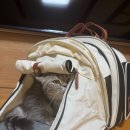 애견의 집 이미지