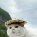 네코