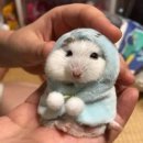 꽁다리