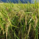 누룽지농장 이미지