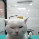 남지애견샵 이미지