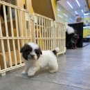 뱅뱅 홍성 이미지