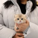 구땡샵