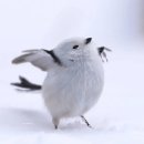 왕왕멍멍 이미지