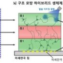 [2025 DAILY PICK 제115호] &#39;KAIST, 뇌 구조와 기능 재현한 3D 신경 플랫폼 개발&#39; 등 이미지
