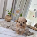 요기독 강아지분양 고양이분양 수원본점 이미지