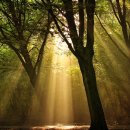 숲속풍경 이미지