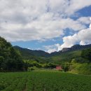 용화산들꽃향기