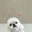 꾸니베어 이미지