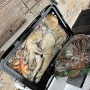 베이트컴퍼니 | [공지] 【낚시장르소개】 문어 선상낚시 총정리🐙 본시즌 채비방법 가성비장비추천