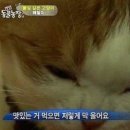 멕시칸치킨 이미지