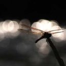 백암농장 이미지