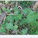 한잎클로버 이미지