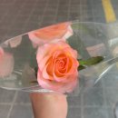 꽃노래타운 이미지