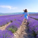 생활 속 힐링 아로마테라피 이미지