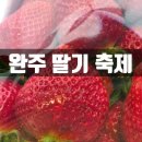 삼례 | 2026 완주 삼례 딸기 축제 방문 후기