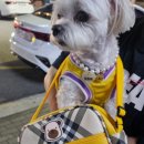 어울리개 이미지