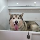 멍뭉워시 이미지