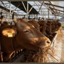 여물소농장 이미지