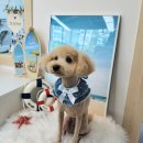 코코바리 이미지