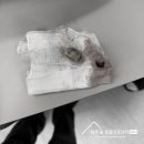 제주24시숨동물의료센터 이미지