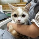 이츠펫 살롱 이미지