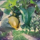 산들애농원 이미지