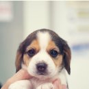 대구강아지분양 도로시펫 이미지