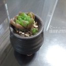 외두 이미지