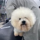 중앙애견미용학원 이미지