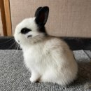 애완용 토끼 - 드워프 빠삐용 (Dwarf Papillon rabbit) 이미지