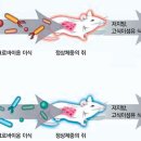 회춘명약