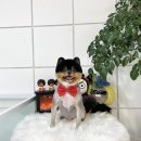 하루가다르개 이미지