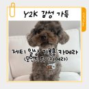 더 예쁜언니 | 모먼트 토이카메라 Y2K 감성으로 제티 일상 담아보니 더 예쁜 미니카메라 후기