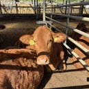 평창축산 이미지