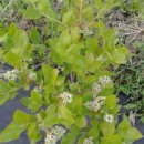 영농조합법인 나눔농장 이미지