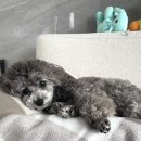 마비상사 | 건국대병원 안과 수술 후기3편 (+상사근 마비(상사시 수술)/눈 사진 주의/수술 후 회복편)